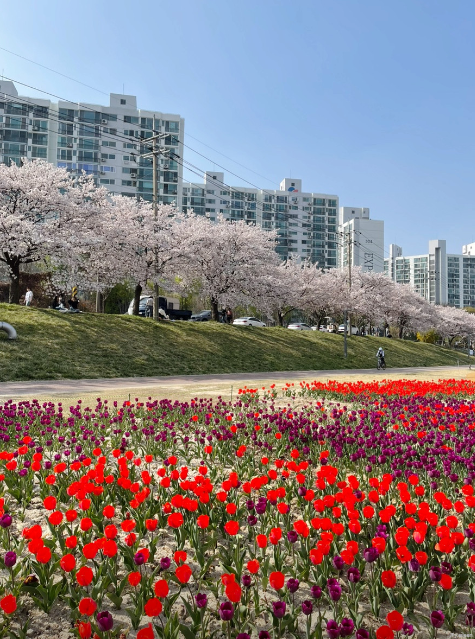 대청호 벚꽃축제4