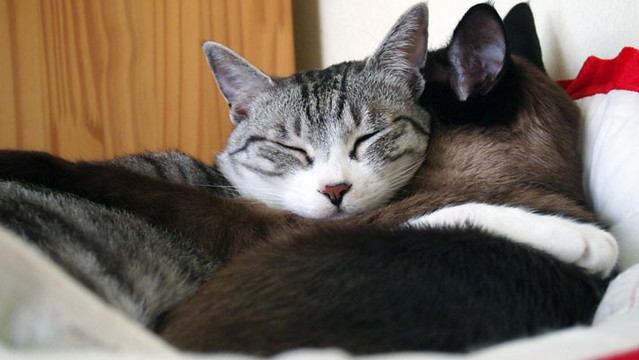 두 마리의 고양이가 서로 안은채 자고 있다