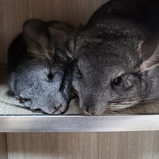  귀여운게 다, 심쿵 친칠라쥐 귀여운 사진 모음!