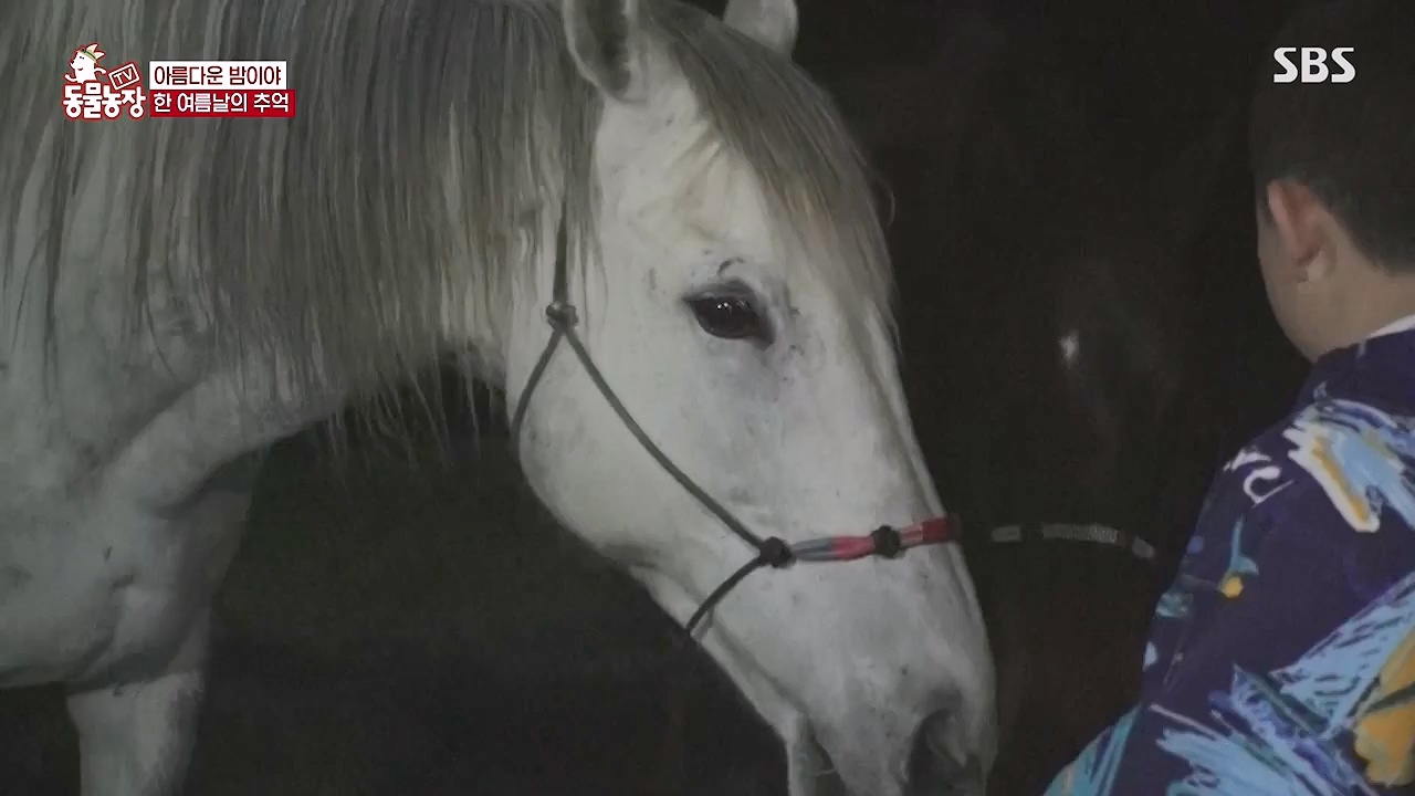 TV 동물농장.E1179.240708p-NEXT.mp4_20240707_160423.547.jpg