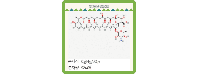 암포테리신B 성분의 구조 및 분자식