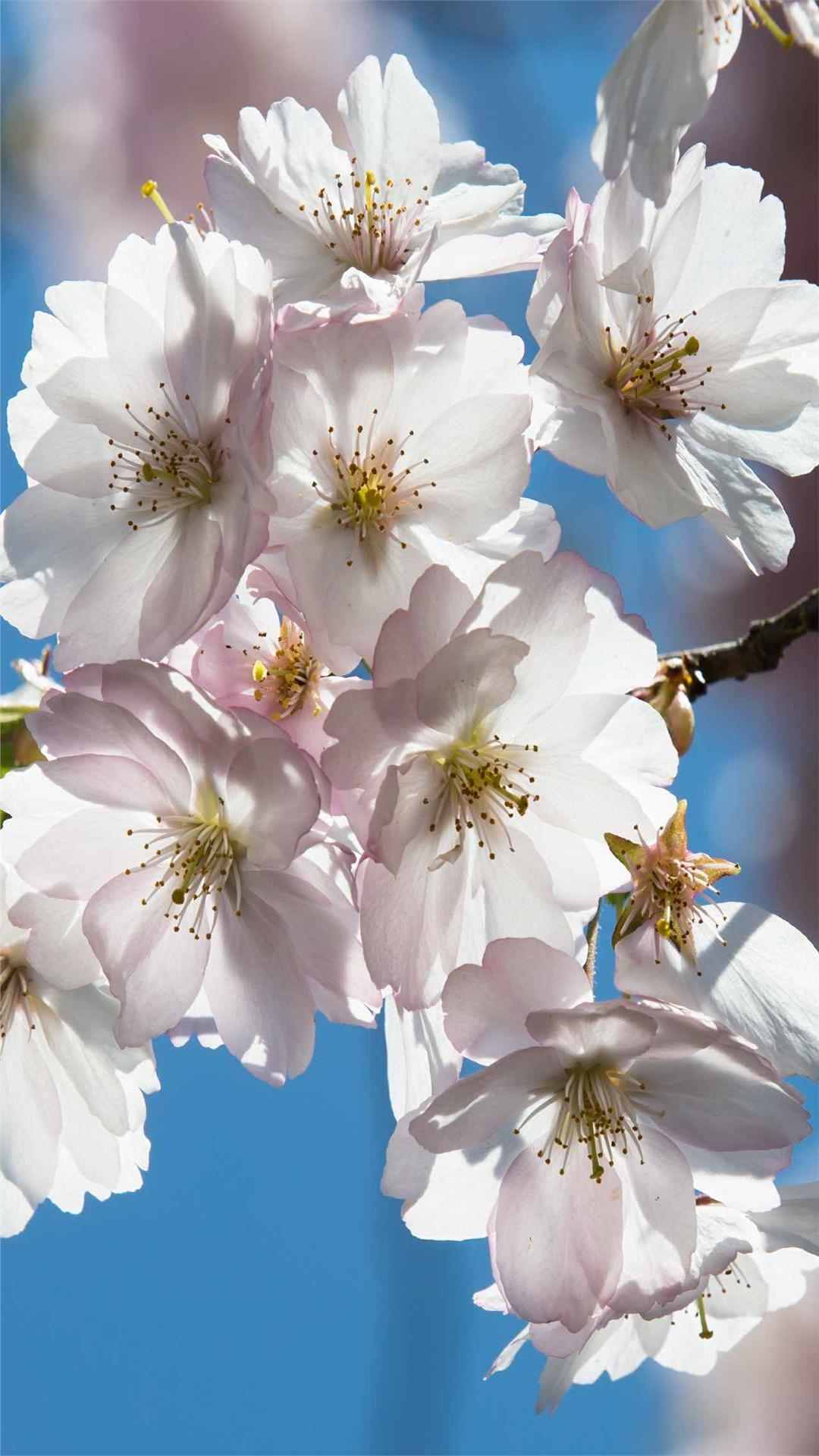 Cherry blossoms iPhone Wallpaper for Flower