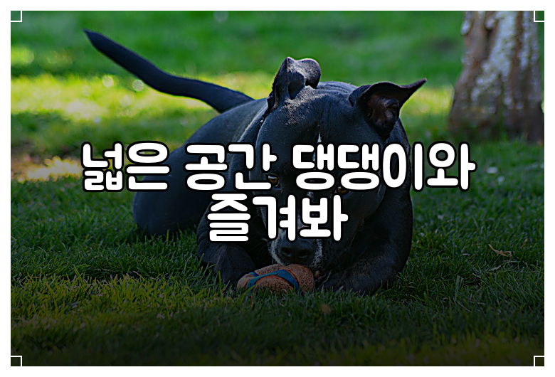 넓은 공간 댕댕이와 즐겨봐