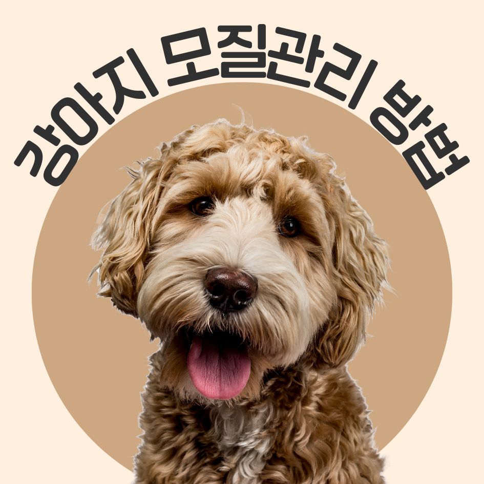 강아지 모질관리 방법