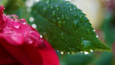 빗방울이 맺혀 있는 빨간 장미 꽃잎과 초록색 나뭇잎