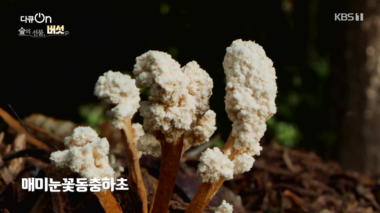 다큐 온.E227.231120p-NEXT.mp4_20231121_201843.652.jpg