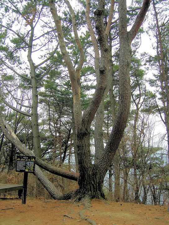 김해 백두산 육형제 소나무 5