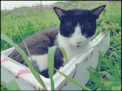 고양이가 풀밭에서 자는 모습