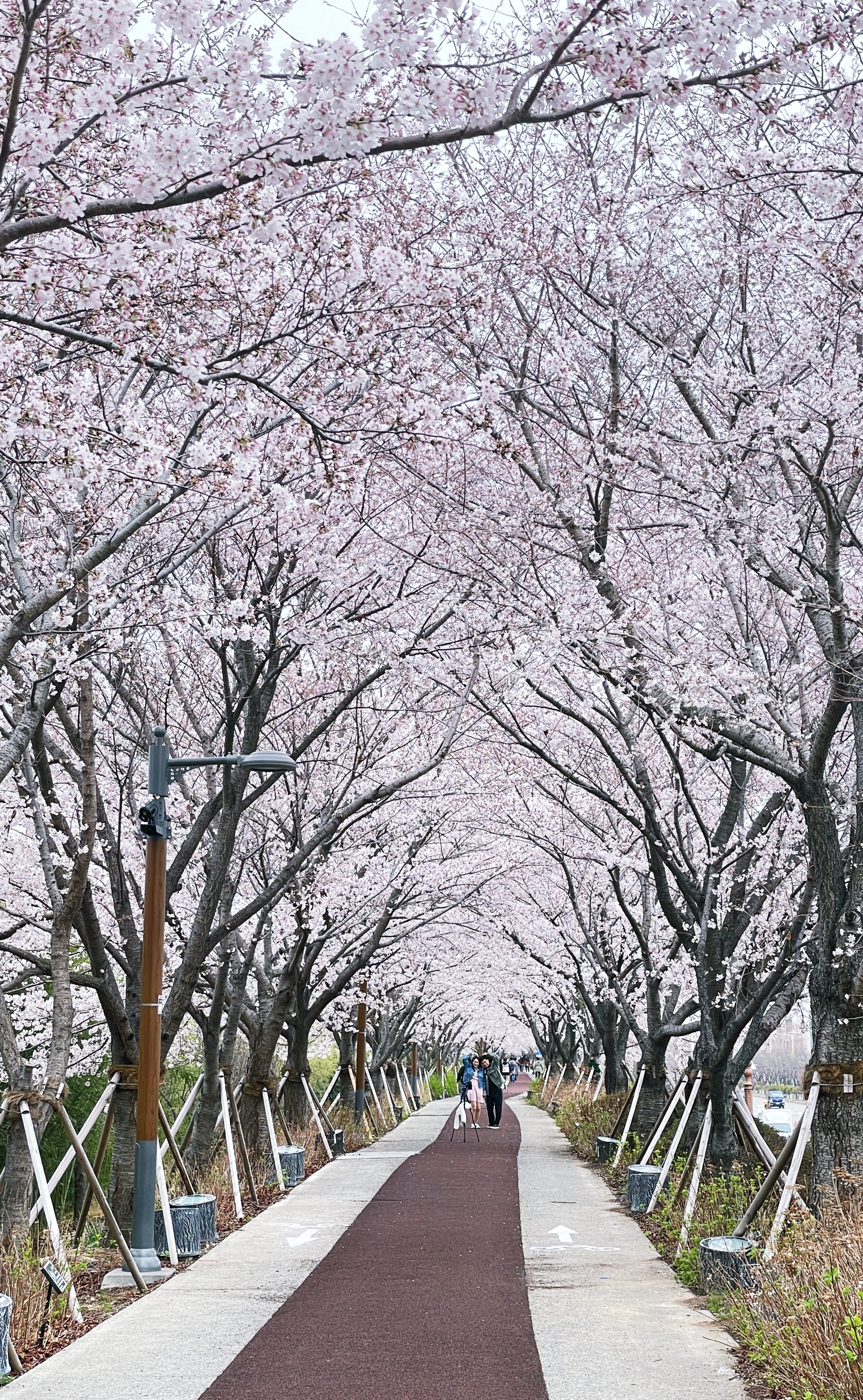끝없이 이어지는 화려한 벚꽃터널《강서낙동강변 30리 벚꽃길》 26 img