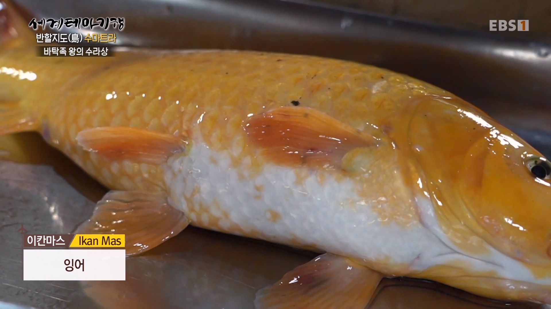 세계테마기행.230801.반할지도(島) 수마트라-2.놀멍 쉬멍 물멍 토바.mp4_20230820_124606.488.jpg