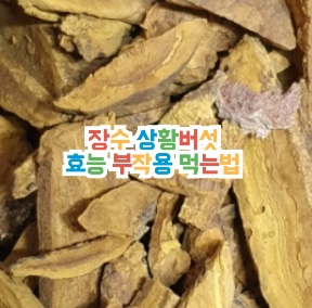 장수-상황버섯-효능-부작용-먹는법