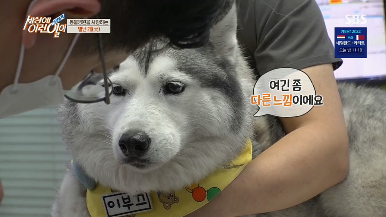 순간포착 세상에 이런일이.E1207.221130p.H264-F1RST.mp4_20221130_195703.710.jpg