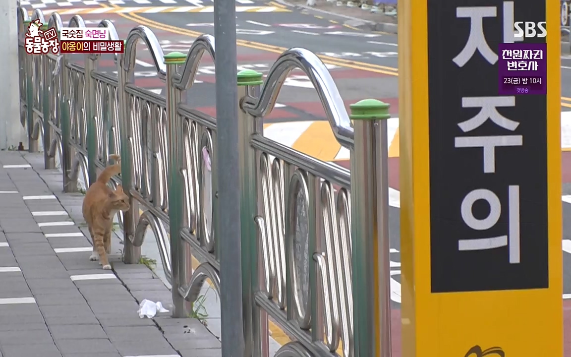 TV 동물농장.E1087.220919p-NEXT.mp4_20220918_180219.584.jpg