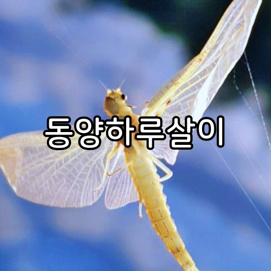 동양하루살이 사진