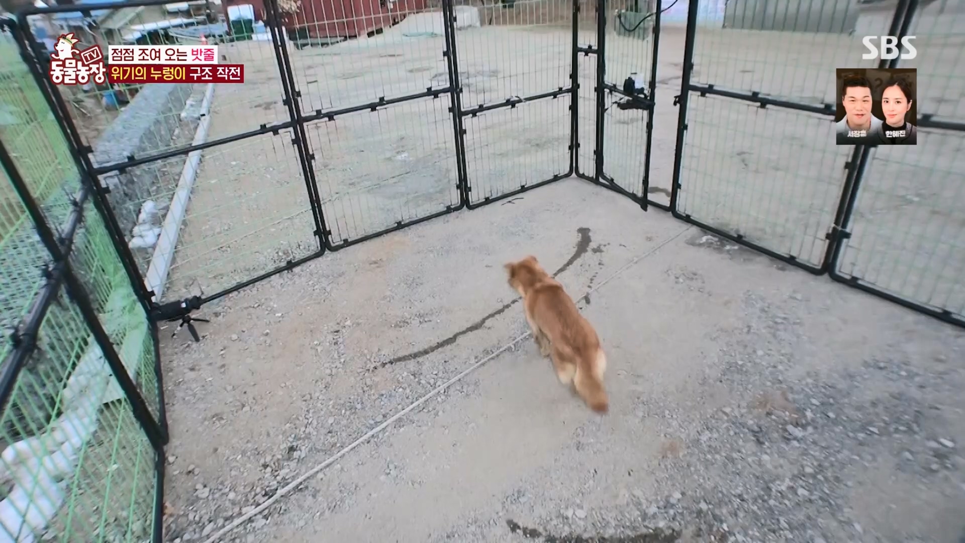TV 동물농장.E1159.240218p.H264-F1RST.mp4_20240218_170013.327.jpg