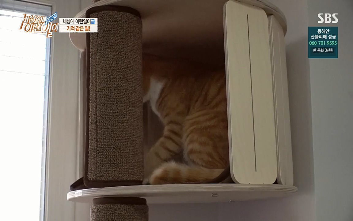 순간포착 세상에 이런일이.E1171.220316p-NEXT.mp4_20220316_184915.542.jpg