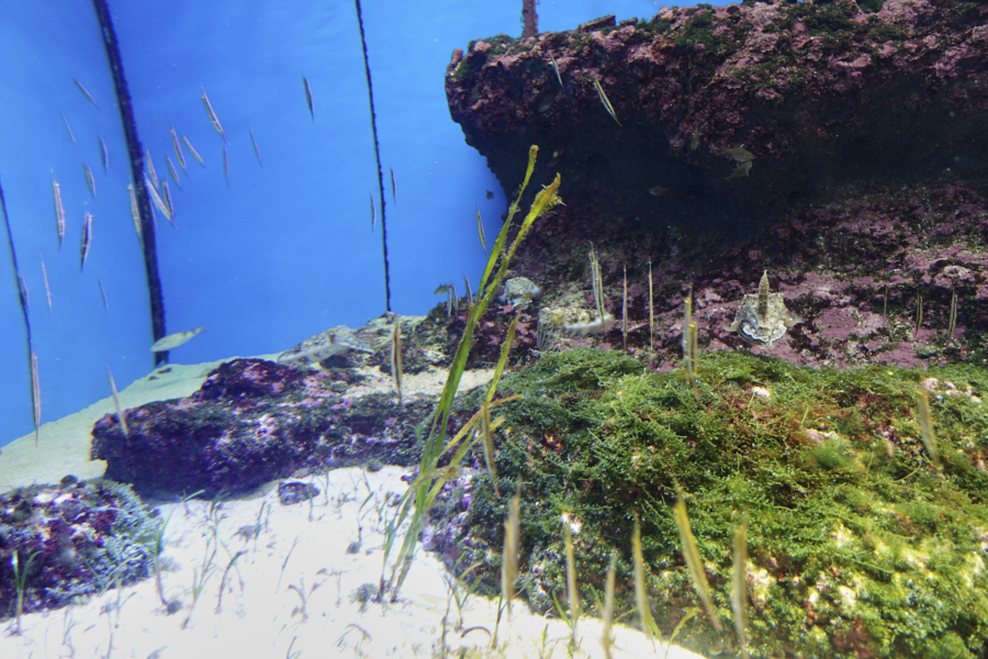 오키나와 츄라우미 수족관 해양생물들