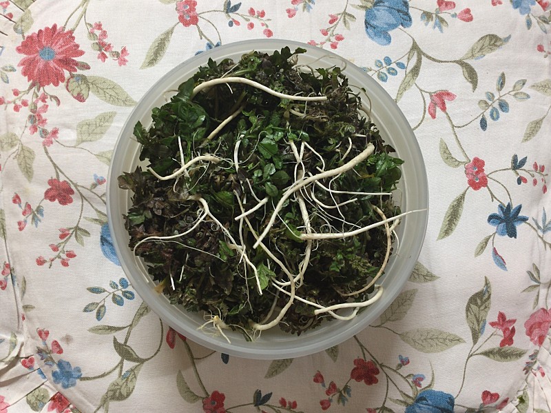  봄맛을 제치다, 겨울 냉이