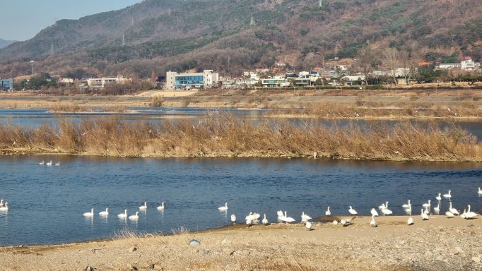 저기도 수십마리&#44; 강건너 예봉산&#44;