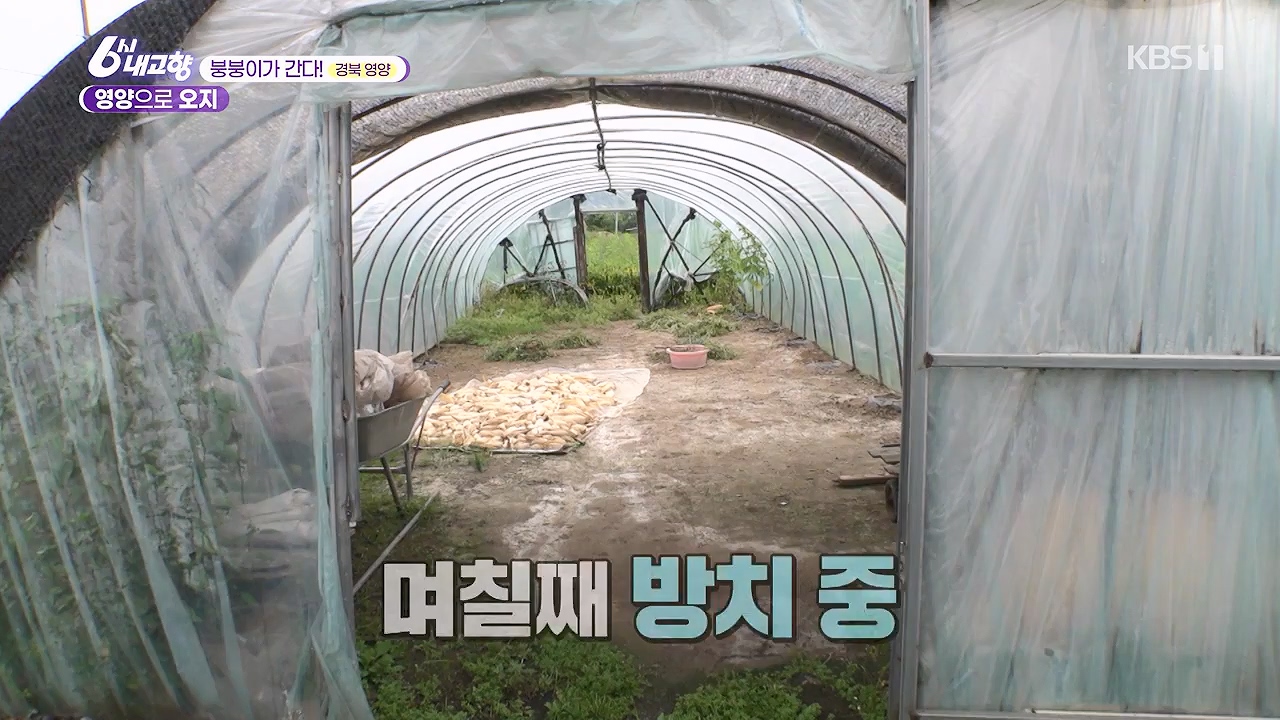 6시 내고향.E7878.230912p-NEXT.mp4_20230918_211135.982.jpg