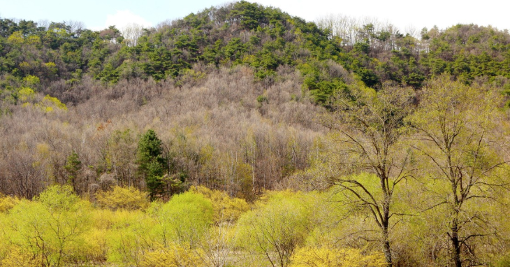 양평 산수유 한우 축제 사진