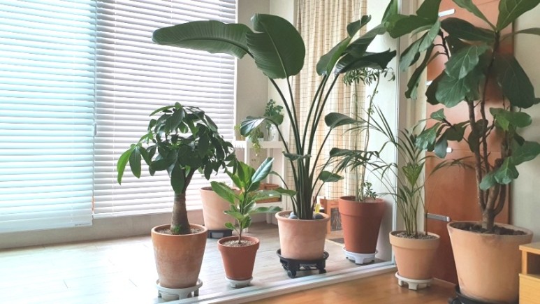 식물 인테리어로 뱅갈고무 나무 키우기 집에서 키우는 거실 반려 11