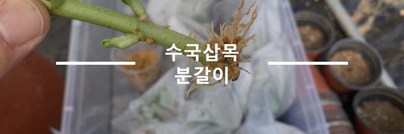 수국삽목-분갈이
