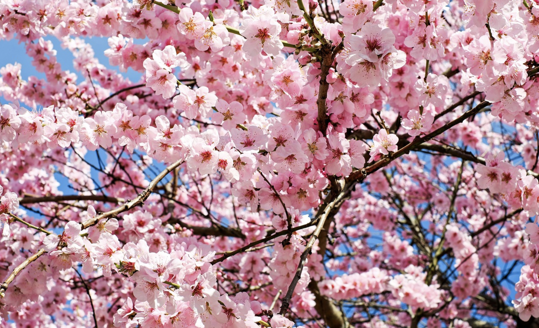 후쿠오카 벚꽃축제&#44; 벚꽃 명소 리스트 + 벚꽃 여행 방법 정리