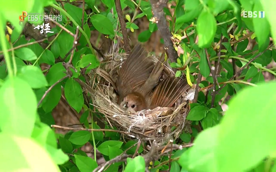 생존 3부_ EBS 다큐프라임_ 220629.avi_20220701_203504.431.jpg