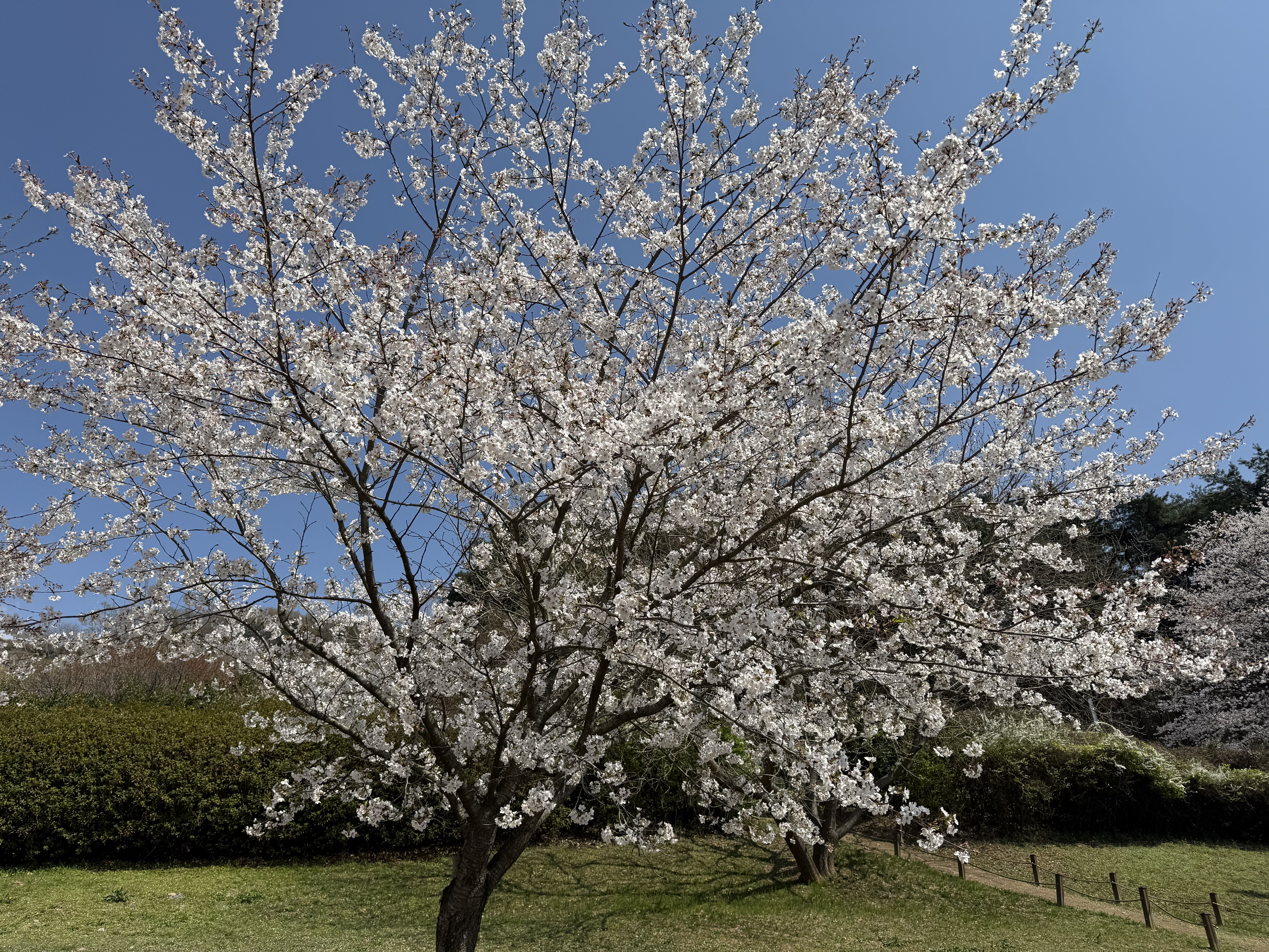 진영금병공원