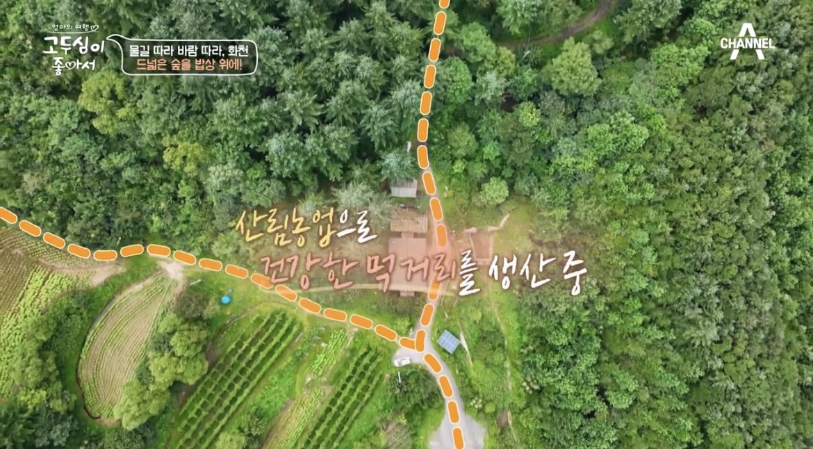  고두심이 좋아서 화천 닭백숙 산나물밥 감자전 식당 드넓은 숲을 밥상위에 가족 산림농업 위치 어디 정보 21회