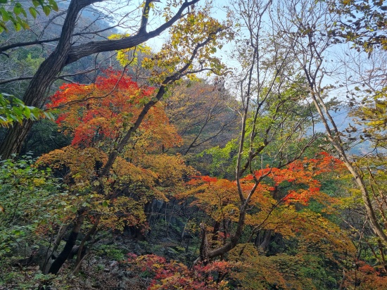단풍