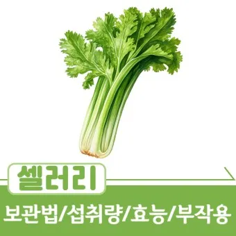 셀러리 먹는법 주스 효능_15