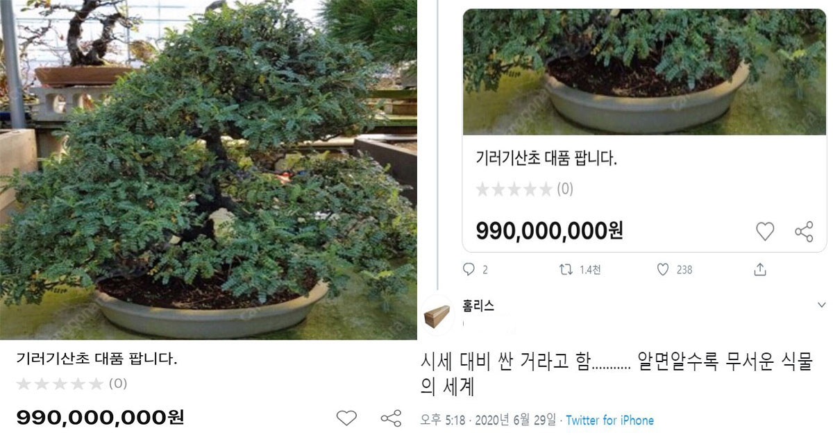  중고나라에 올라온 9억9천만원짜리 식물