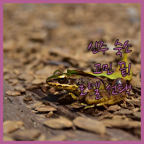 대만 신주 숙소 고민 끝! 🏨 칭다오