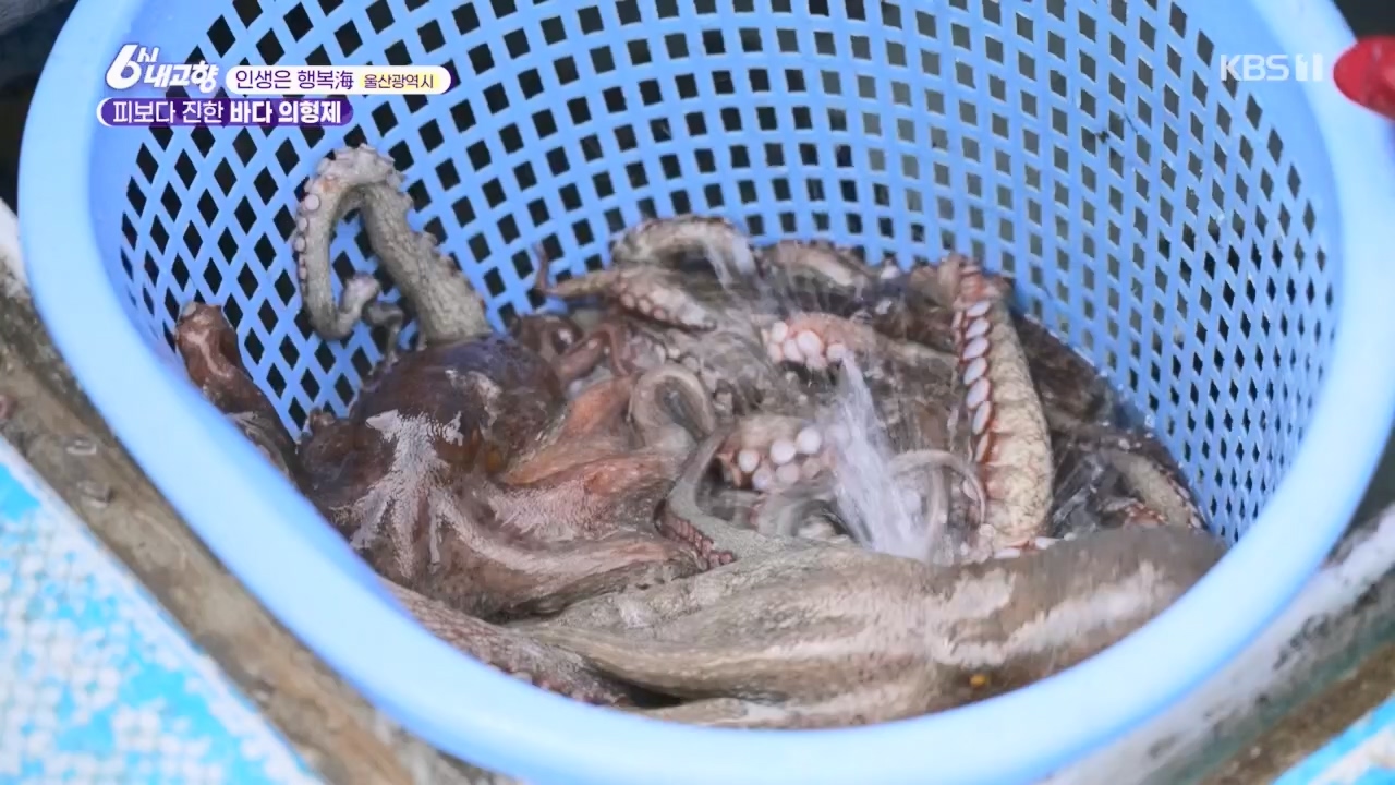 6시 내고향.E7763.230411p.H264-F1RST.mp4_20230411_203328.507.jpg