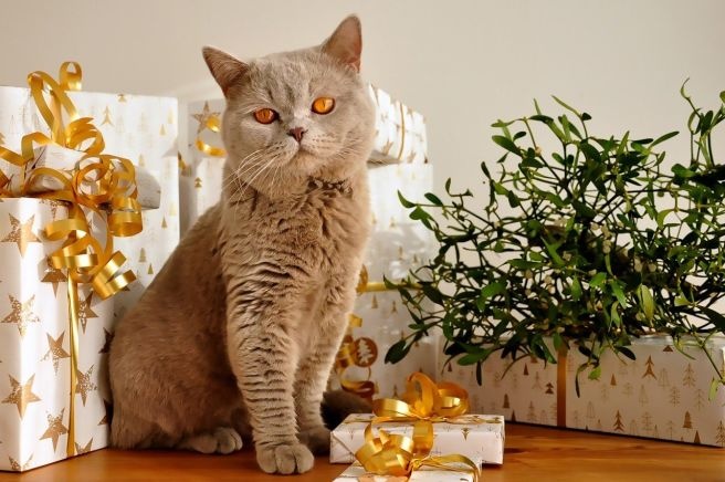 브리티시 숏헤어 고양이가 선물 상자에게 둘러 싸여 있는 사진
