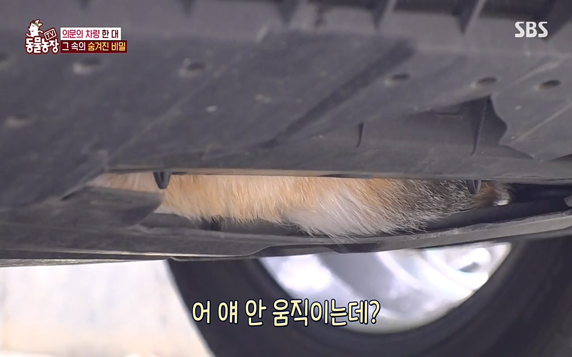 TV 동물농장.E1075.220627p-NEXT.mp4_20220626_175611.667.jpg