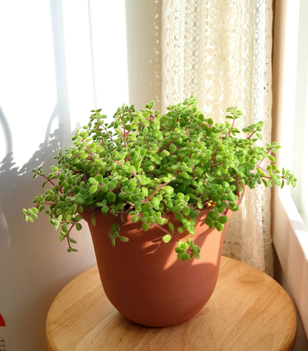  키우기 편한 초보자용 다육식물 브로우메아나(crassula browniana 다육이) 소개