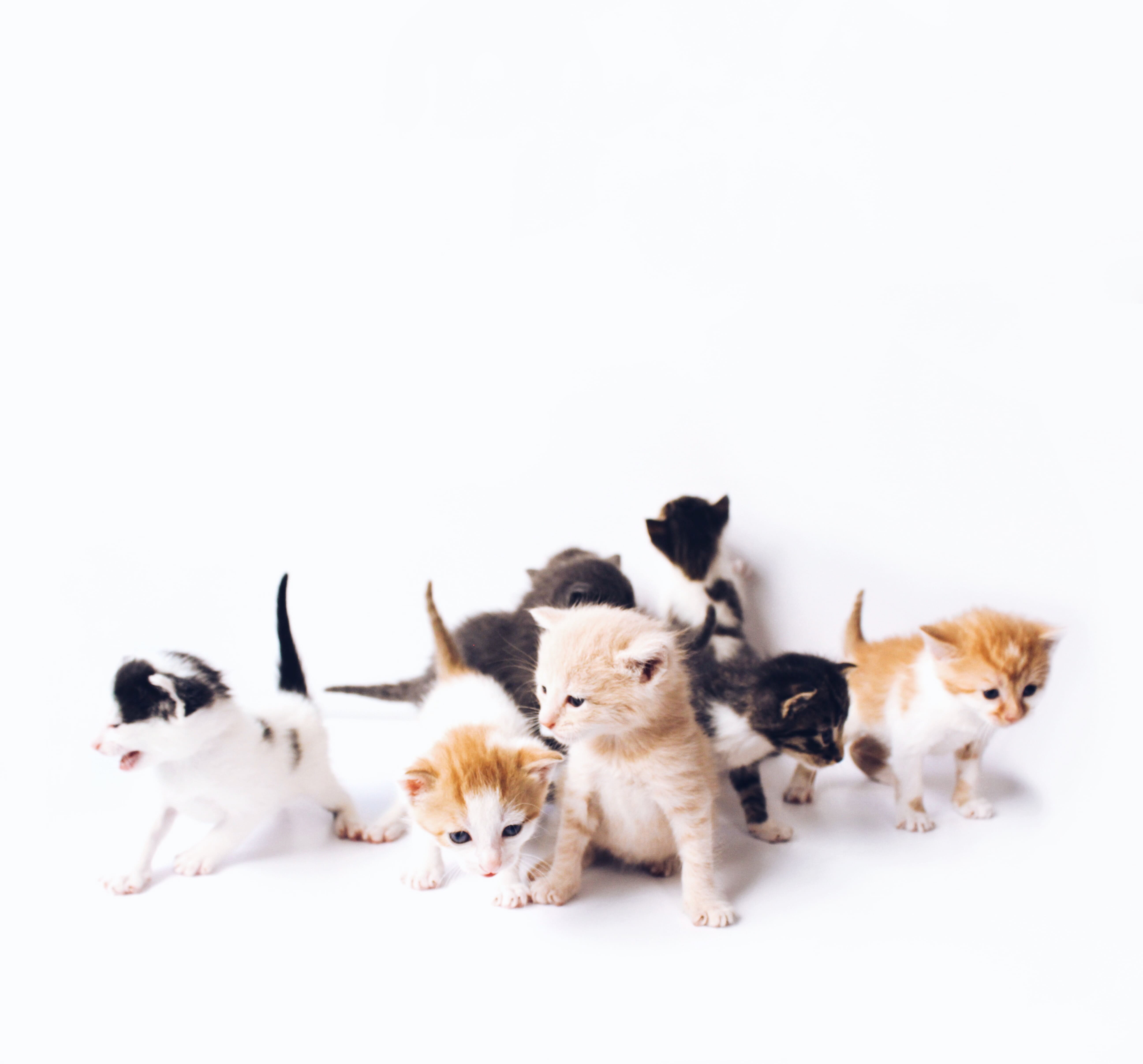 새끼 고양이 사료 추천