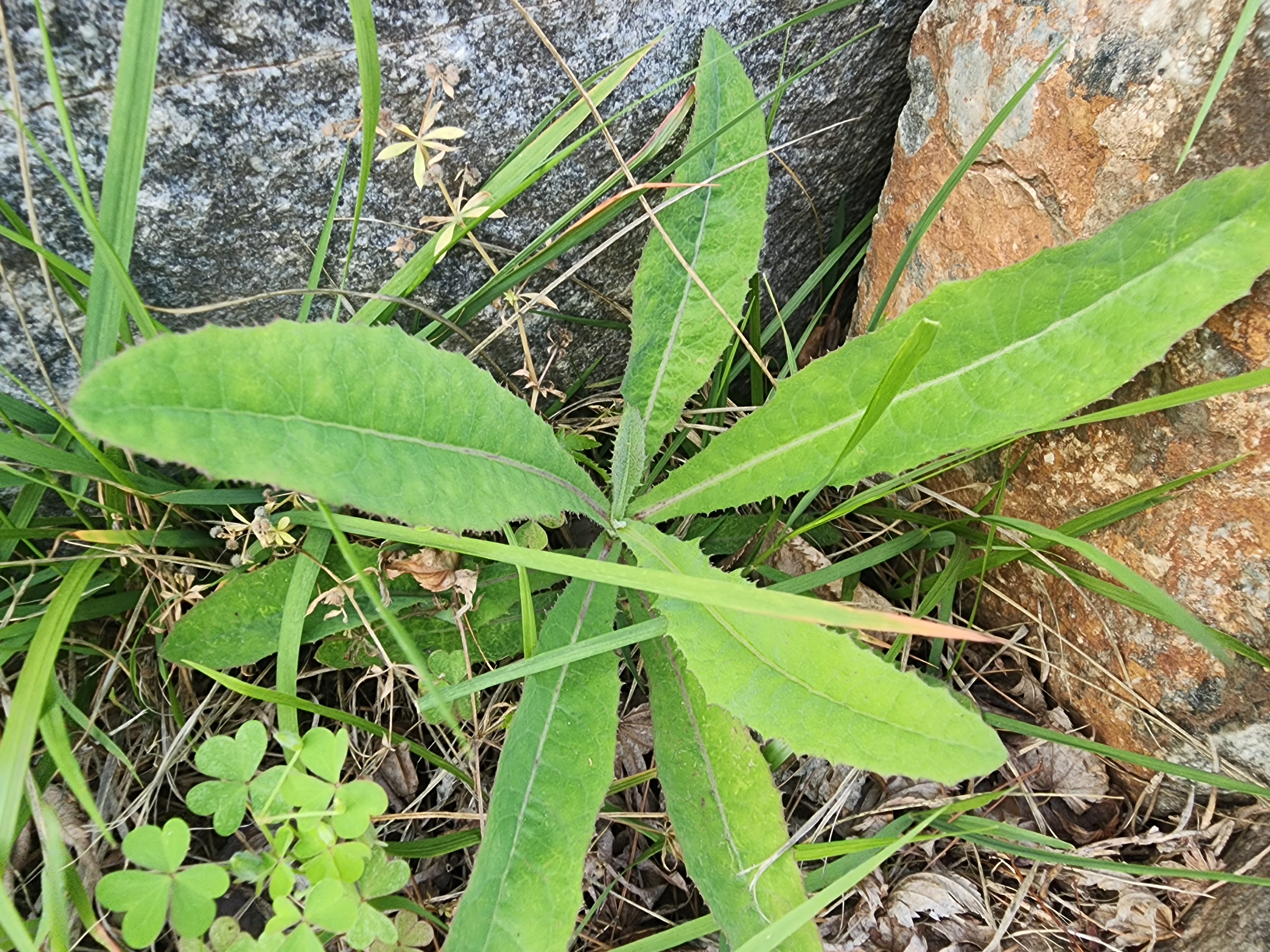 가시상추, 잡초인가 약초인가? — 들판의 야생 생존왕