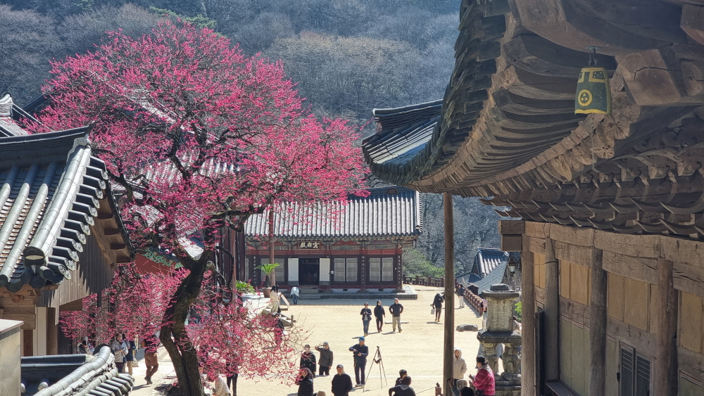  화엄사 홍매화 영상뉴스 취재