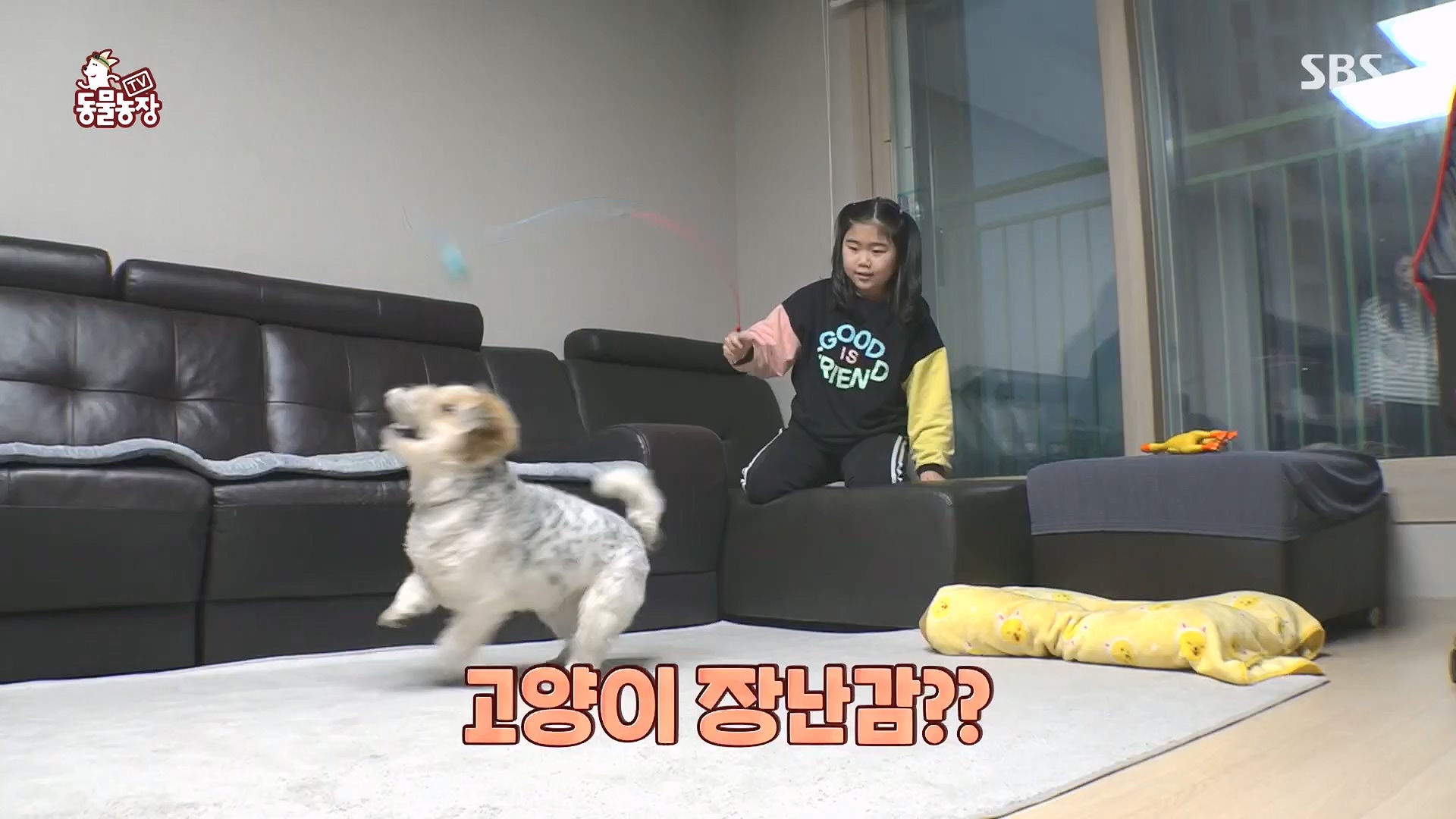 TV 동물농장.E1118.230430p.H264-F1RST.mp4_20230430_172335.231.jpg
