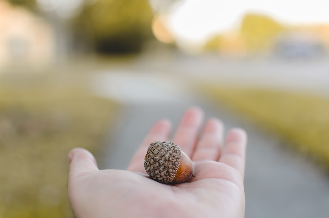 Acorn