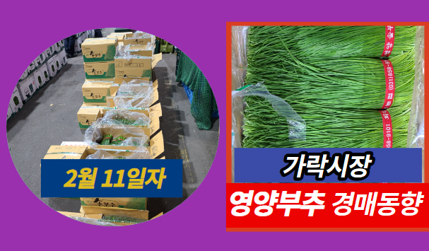  2월 11일자 가락시장 영양부추 경매동향을 살펴보겠습니다!