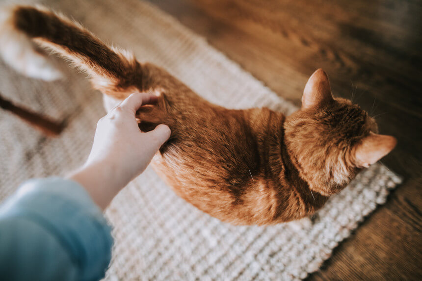  집사들은 꼭 기억해야 할 고양이 바디랭귀지