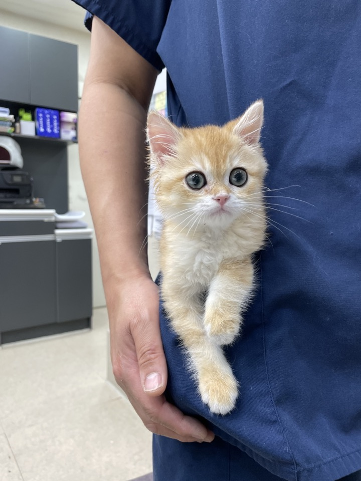  우리 고양이 이빨이 이상해요?
