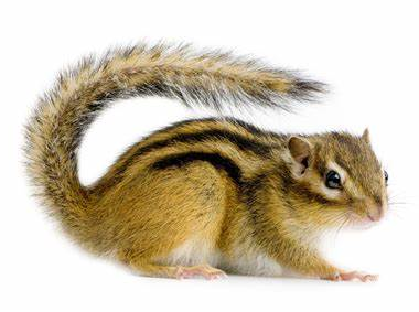  다람쥐 (Chipmunk)