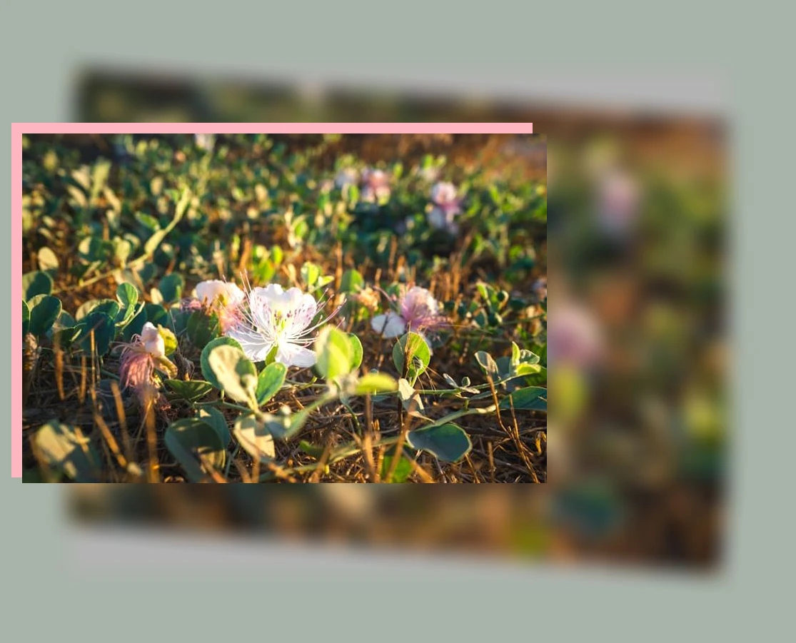 디딤씨앗통장_2_subsection
