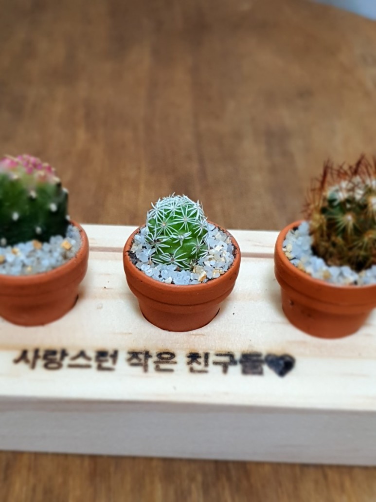 다육이 사이트 반려식물 초미니 13